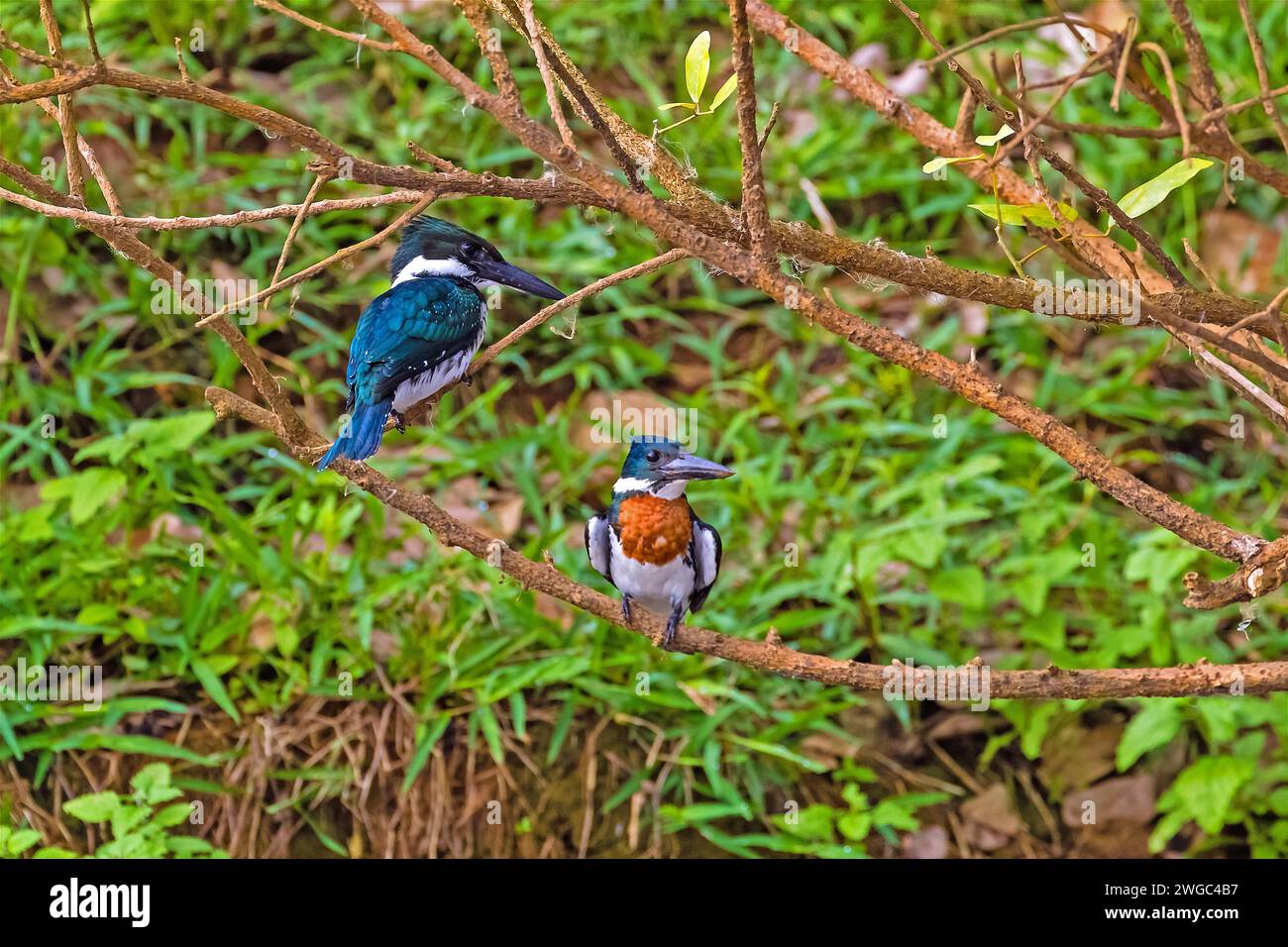 Pêcheur amazonien, femelle, femelle, (Chlorocery&lt, le amazona), station de perchoirs Banque D'Images