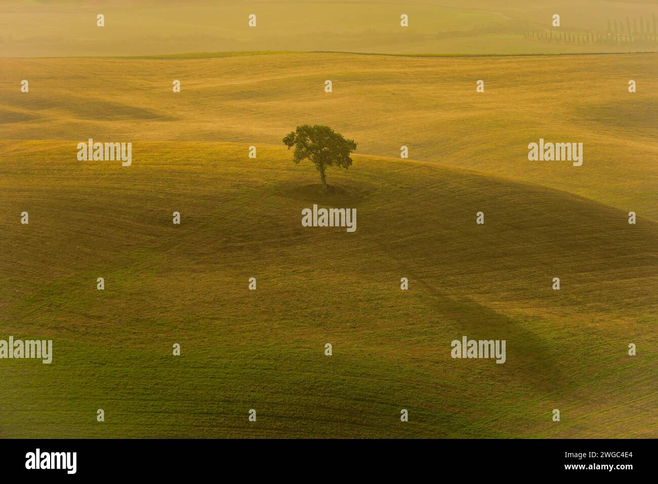 Arbre toscan unique au milieu d'un champ doré lors d'un lever de soleil doré. Photo prise les 27h d’octobre 2023 à Val d’Orcia, près de Poderino, Toscane Banque D'Images