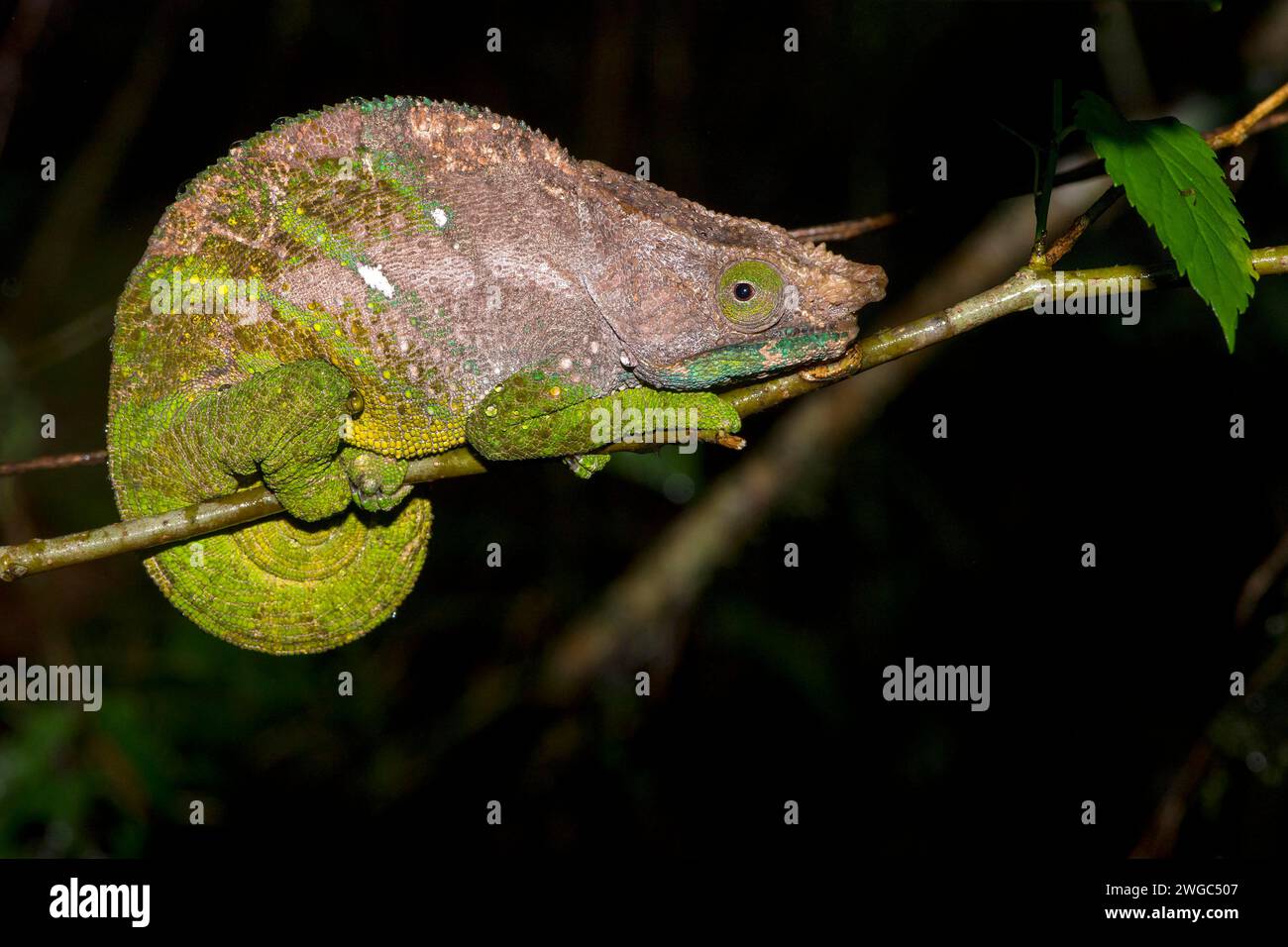 Caméléon à pattes bleues, (Calumma crypticim), iguanes, reptiles Banque D'Images