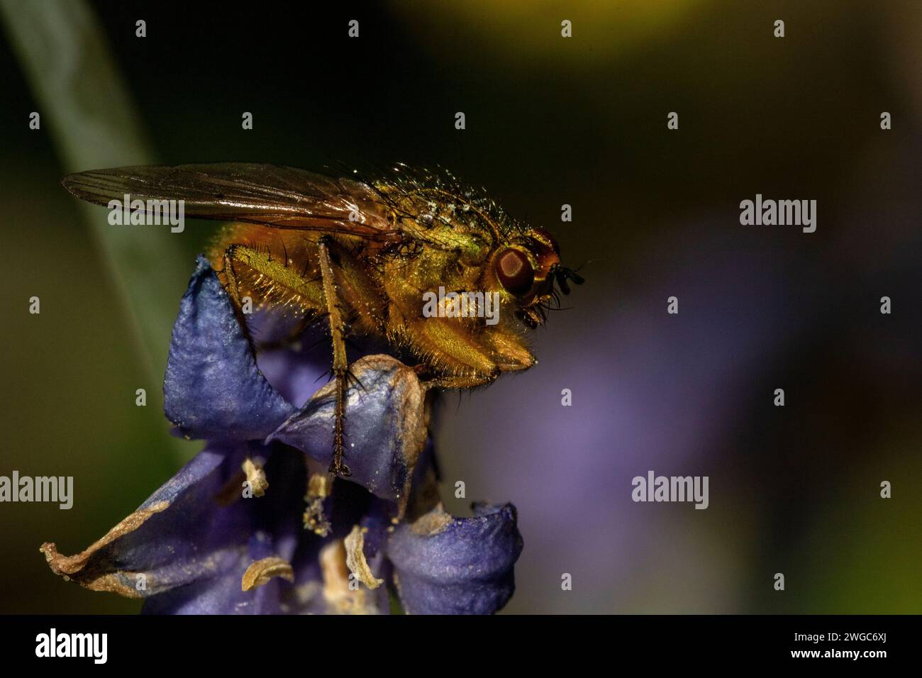 Détail d'une mouche jaune (Scathophaga stercoraria) perchée sur une fleur de Bluebell (Hyacinthoides non scripta), Banque D'Images