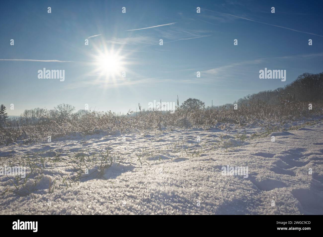 Paysage hivernal enneigé avec des herbes couvertes de neige et de glace à Kraichgau, Allemagne. Le soleil dissipe le brouillard. Banque D'Images