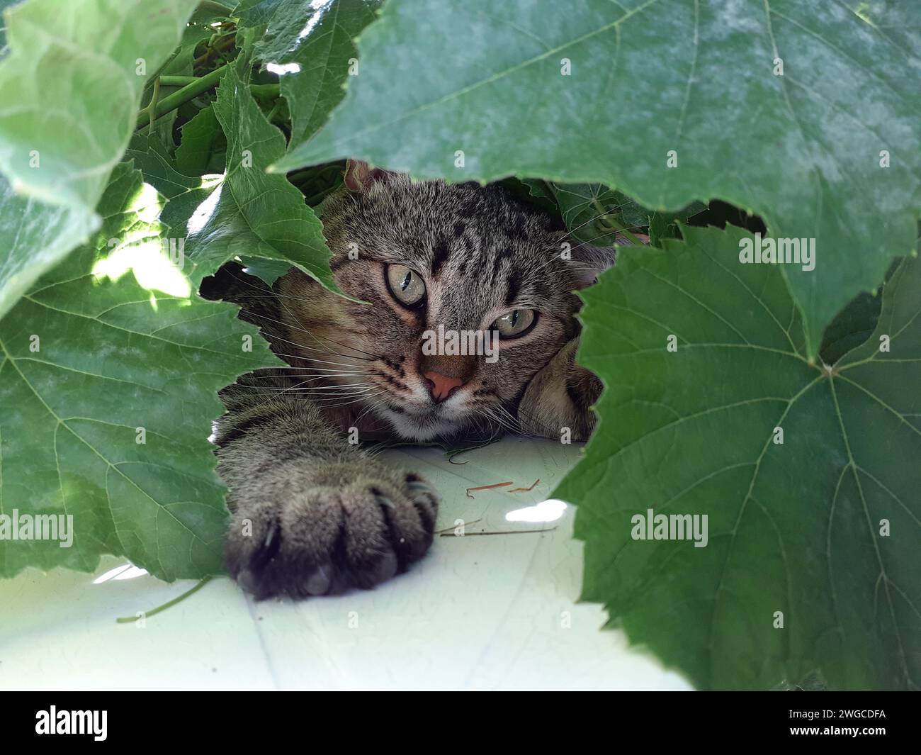 Reste d'un chat mature dans les feuilles Banque D'Images