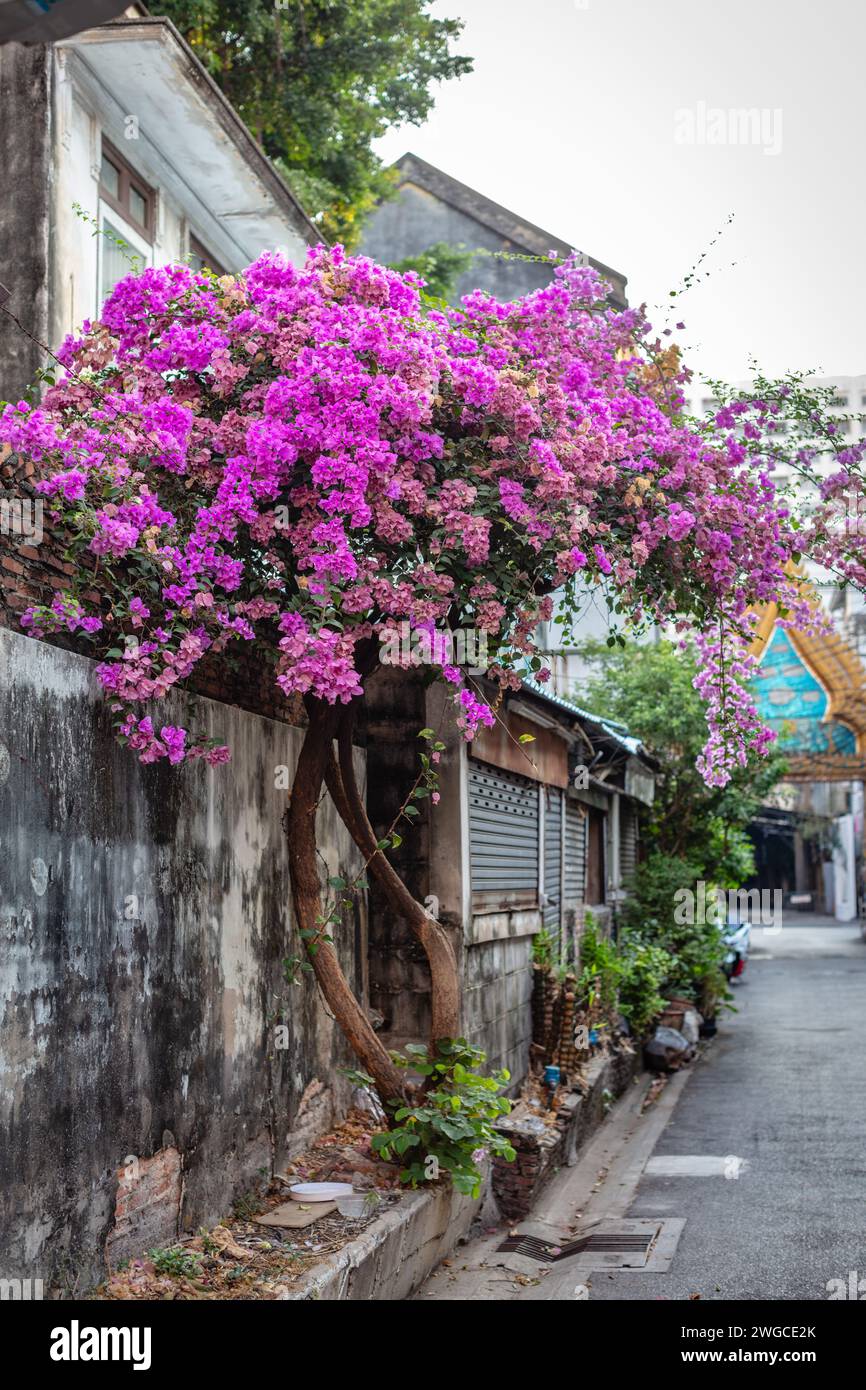 Arbre Bougainvillea rose fleuri sur Charoen Krung Road, Bang Rak, Bangkok, Thaïlande Banque D'Images