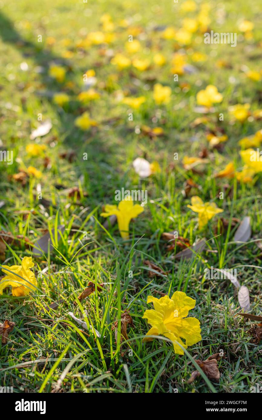 Suan Luang Rama IX, (Parc Rama IX), parc public dans le district de Prawet, Bangkok, Thaïlande Banque D'Images