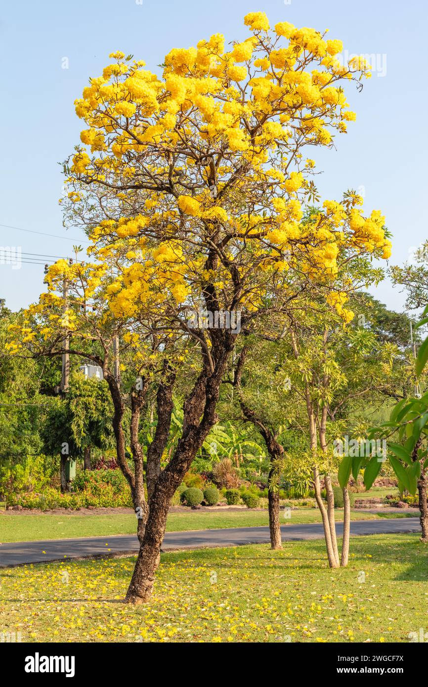 Suan Luang Rama IX, (Parc Rama IX), parc public dans le district de Prawet, Bangkok, Thaïlande Banque D'Images