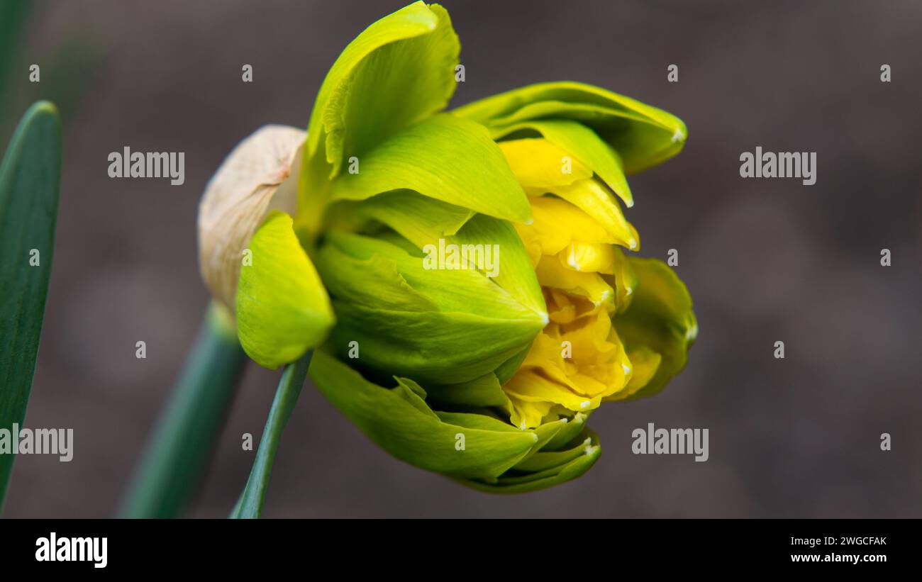 Gros plan sur les jonquilles florissantes jaunes tendres au printemps Banque D'Images