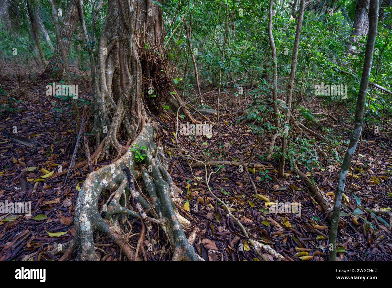 Jozani Chwaka Bay National Park est un parc national de 50 km² situé en Tanzanie sur l'île de Zanzibar. C'est le seul parc national de Zanzibar Banque D'Images