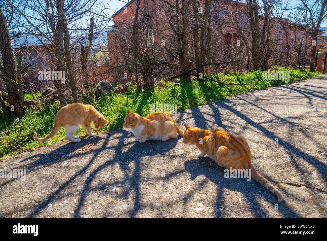 Les chats errants mangent. Banque D'Images