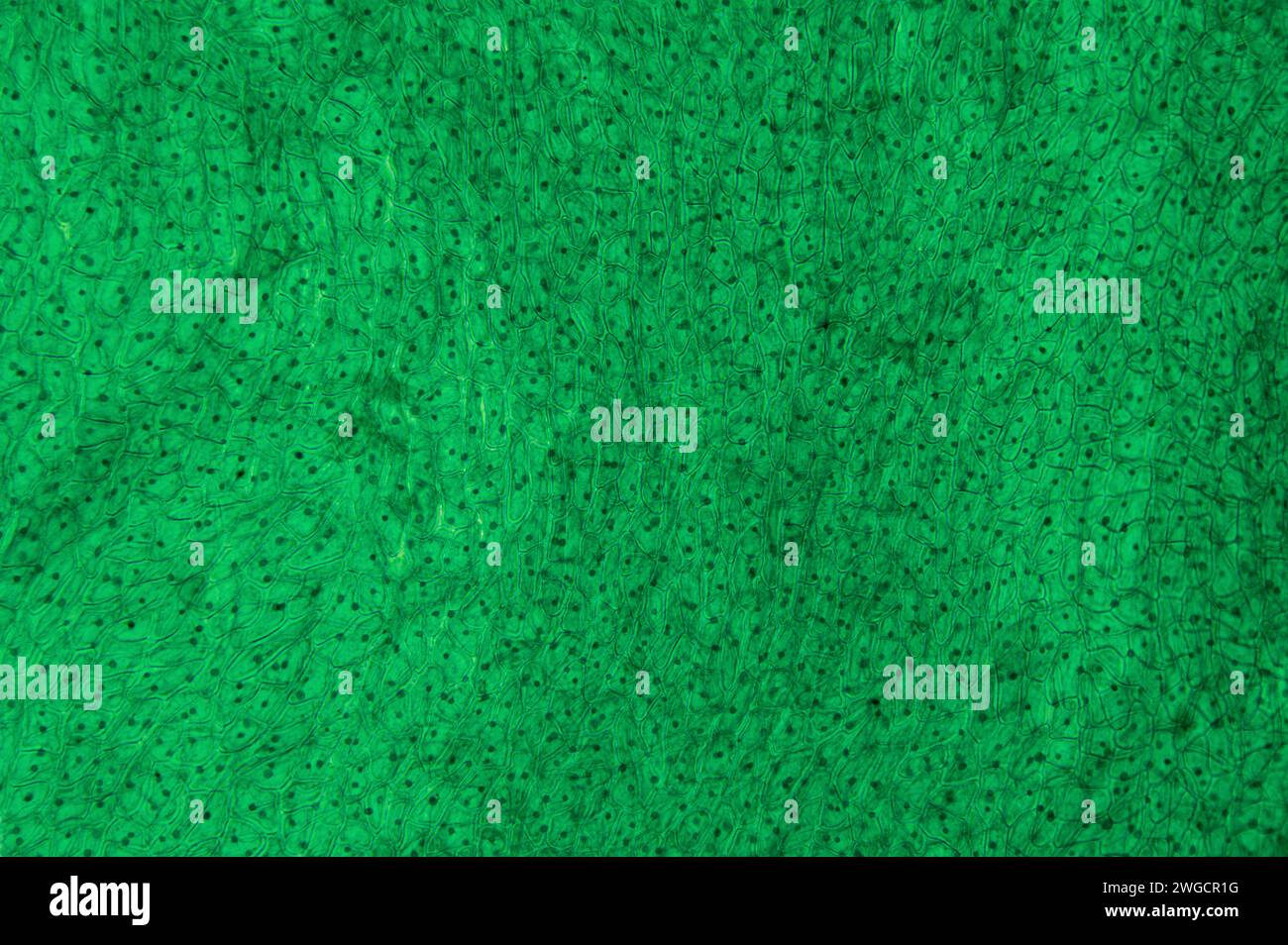 Peau de Capsicum, support entier, micrographie légère 20X. Surface du fruit de poivron sous microscope. Cellules végétales avec cytoplasme, parois cellulaires et noyaux. Banque D'Images