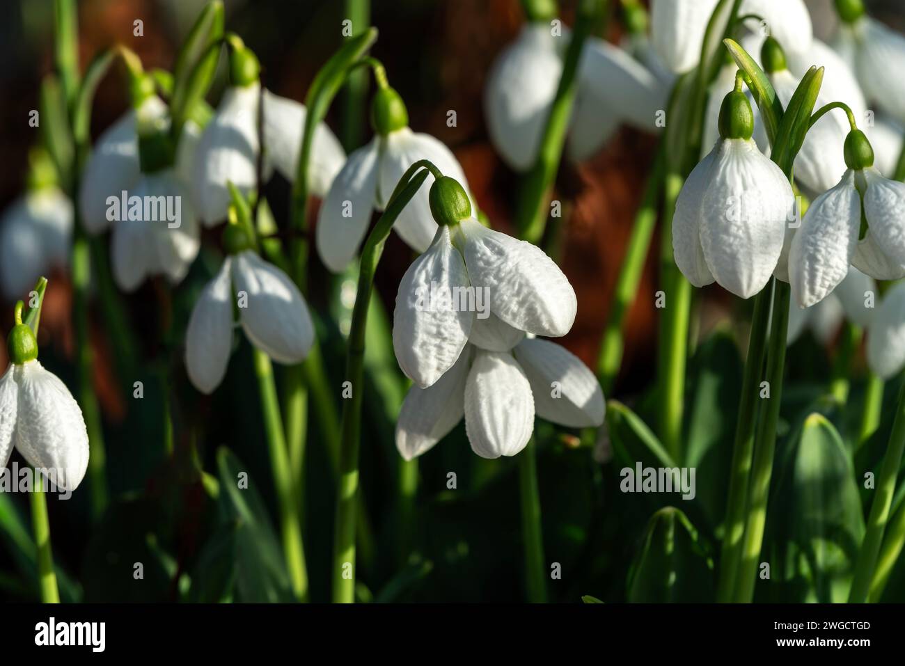 Galanthus byzantinus 'Augustus' (goutte de neige) plante à fleurs bulbeuse d'hiver du printemps avec une fleur de printemps verte blanche en janvier, photo de stock Banque D'Images