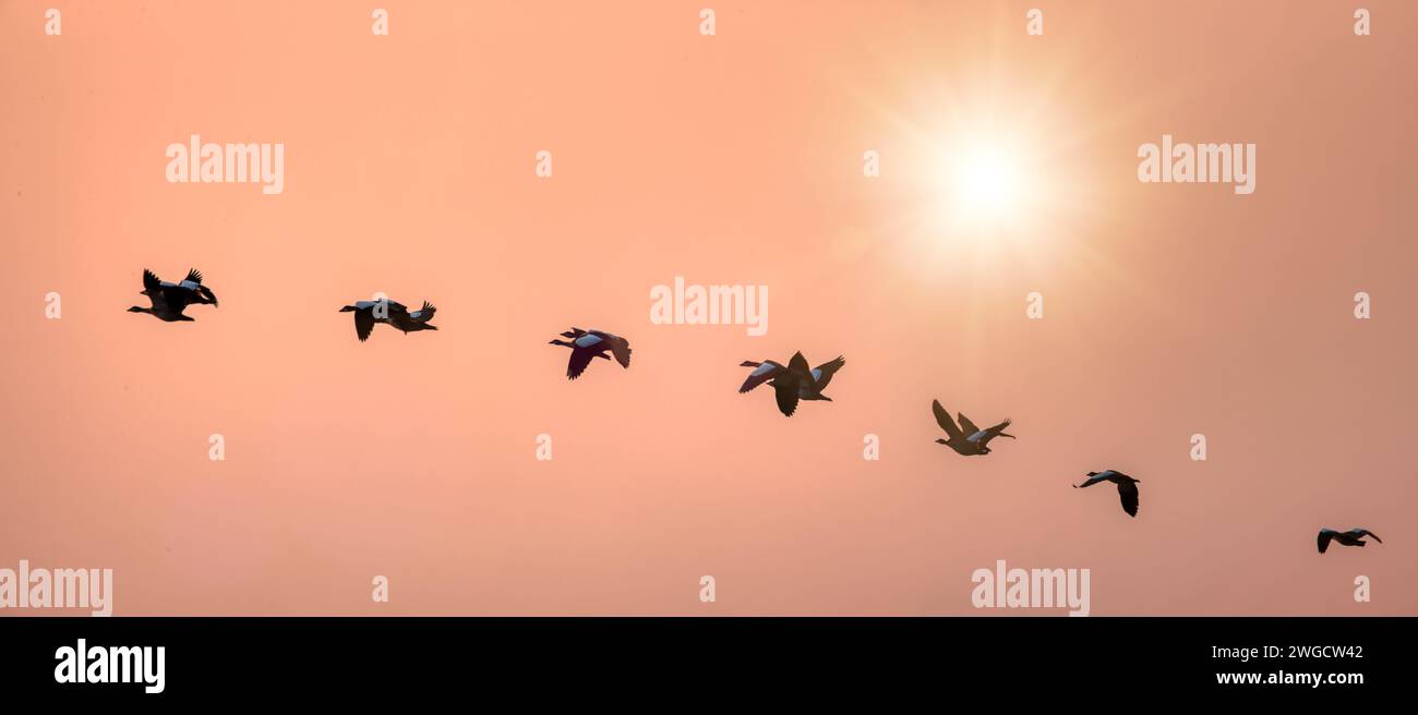 Migration d'un troupeau d'oie égyptienne en vol au coucher du soleil Banque D'Images Migration d'un troupeau d'oie égyptienne en vol au coucher du soleil Banque D'Images