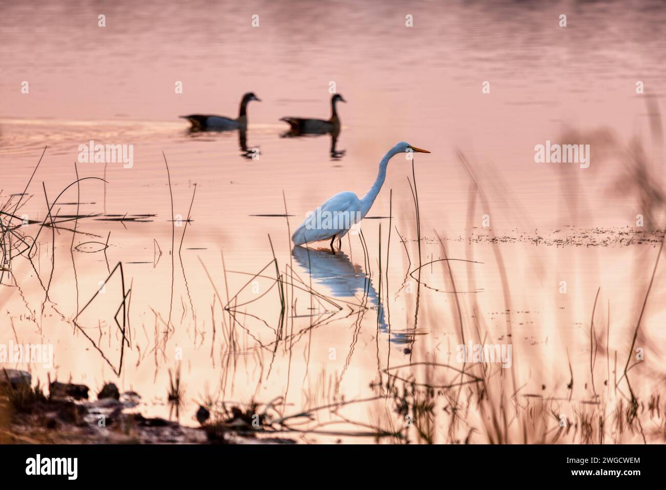 Aigrette blanche, cachée hors de l'eau dans le delta de l'Okavango au coucher du soleil Banque D'Images Aigrette blanche, cachée hors de l'eau dans le delta de l'Okavango au coucher du soleil Banque D'Images