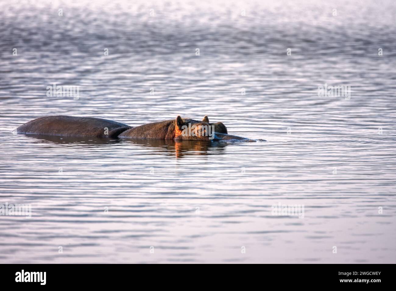 Hippopotame, hippopotame, se cachant hors de l'eau dans le delta de l'Okavango Banque D'Images Hippopotame, hippopotame, se cachant hors de l'eau dans le delta de l'Okavango Banque D'Images