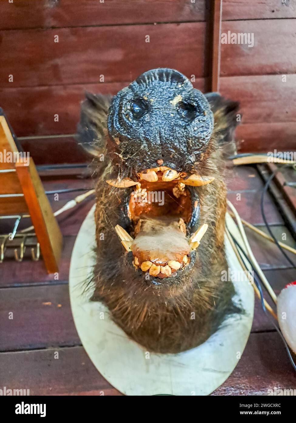 Les chefs d'un sanglier en peluche dans la hunter s house. Banque D'Images