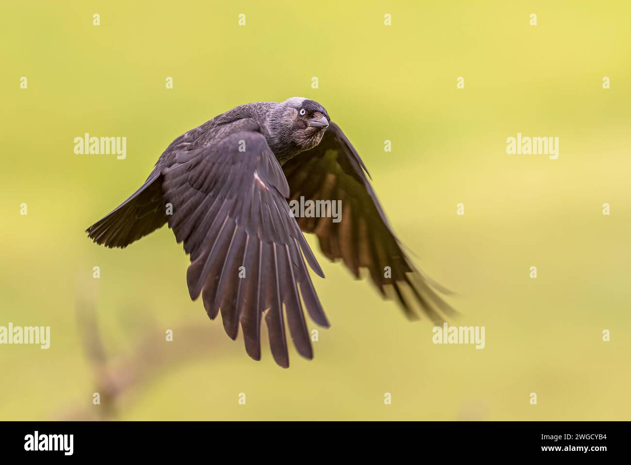 Jackdaw occidental (Coloeus monedula) en vol sur fond lumineux. Scène animalière de la nature en Europe. Banque D'Images