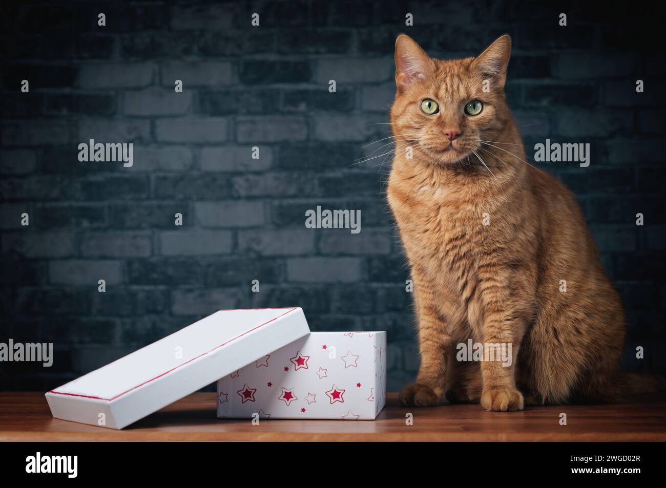 Chat gingembre mignon assis à côté d'une boîte cadeau et regardant la caméra. Banque D'Images