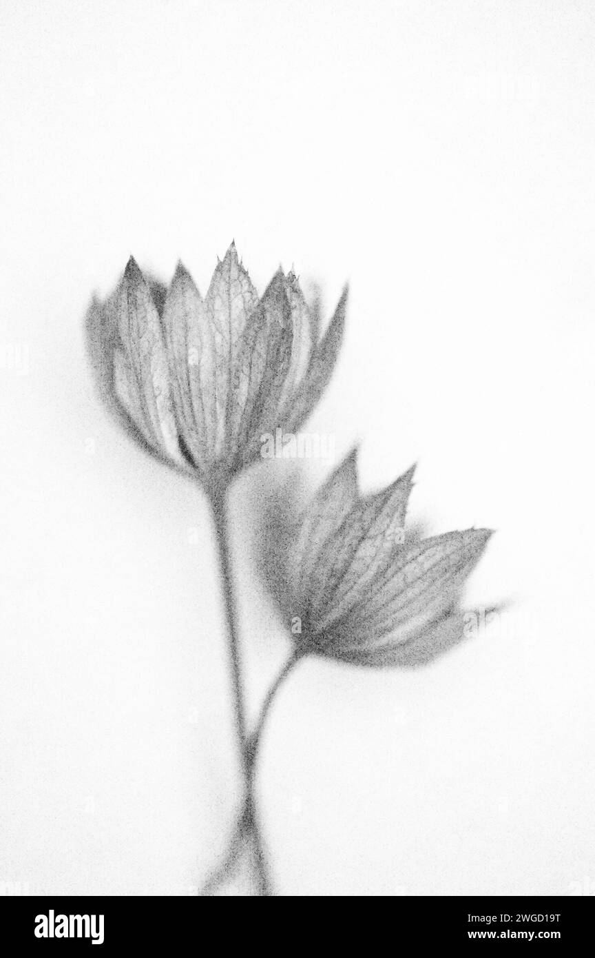 Doux et crayon comme image en noir et blanc de deux fleurs et tiges de Great Masterwort Banque D'Images