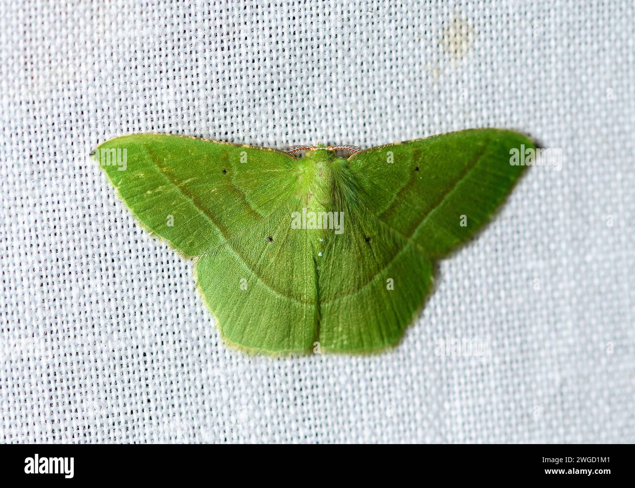 Teigne de l'émeraude (Tachyphyle albisparsa) de Las Arrieras, Sarapiqui, Costa Rica. Banque D'Images