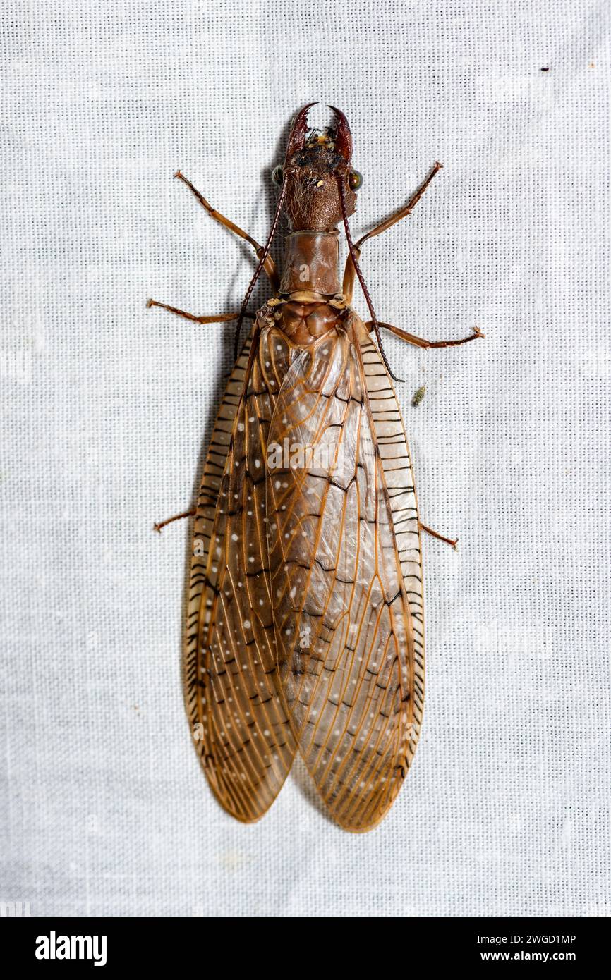 Dobsonfly (Corydalus luteus) de Las Arrieras, Sarapiqui, Costa Rica. Banque D'Images