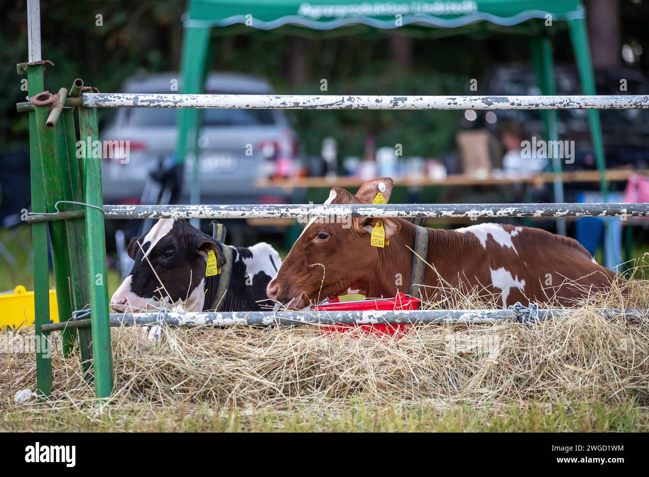 Eine Kuh liegt im Stroh auf dem Bauernhof Banque D'Images