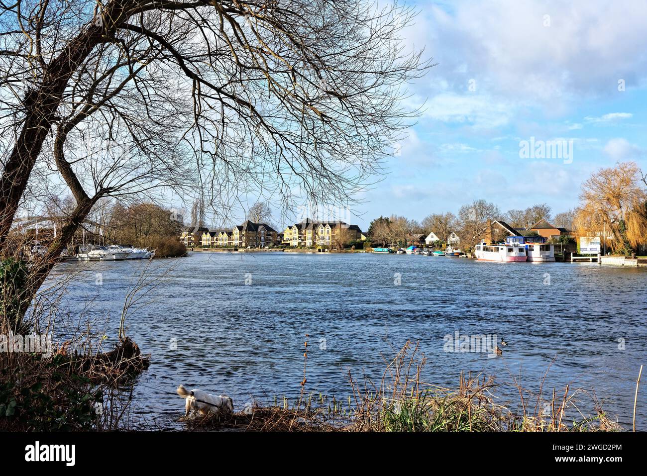 Riverside Houses by the River Thames à Shepperton vues depuis Riverbank à Walton un jour d'hiver ensoleillé, Surrey Angleterre Royaume-Uni Banque D'Images