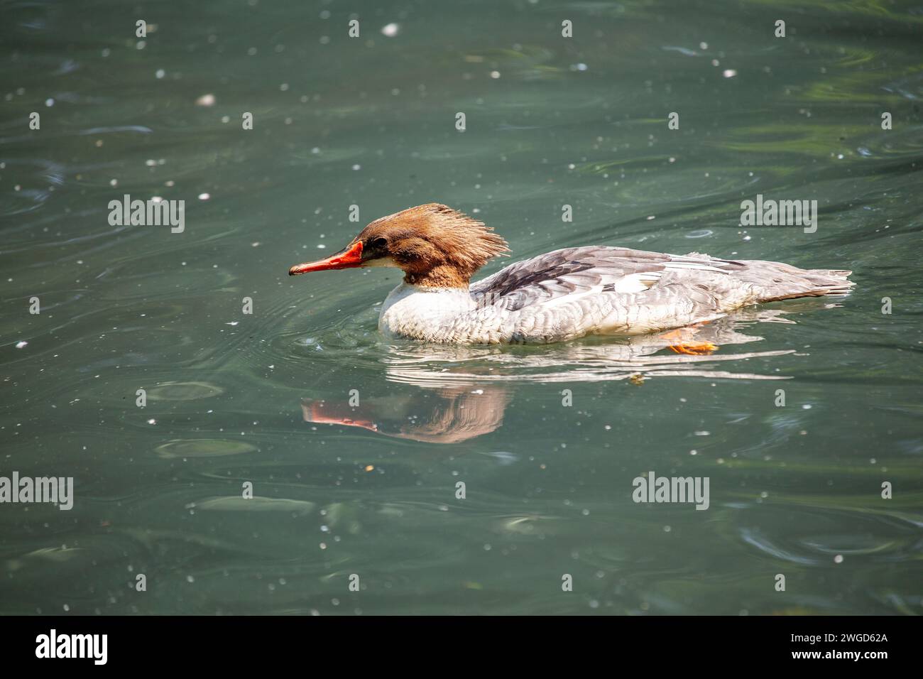 Élégant Common Merganser, Mergus merganser, glissant gracieusement sur les lacs et rivières nord-américains, affichant son plumage saisissant et son lon distinctif Banque D'Images