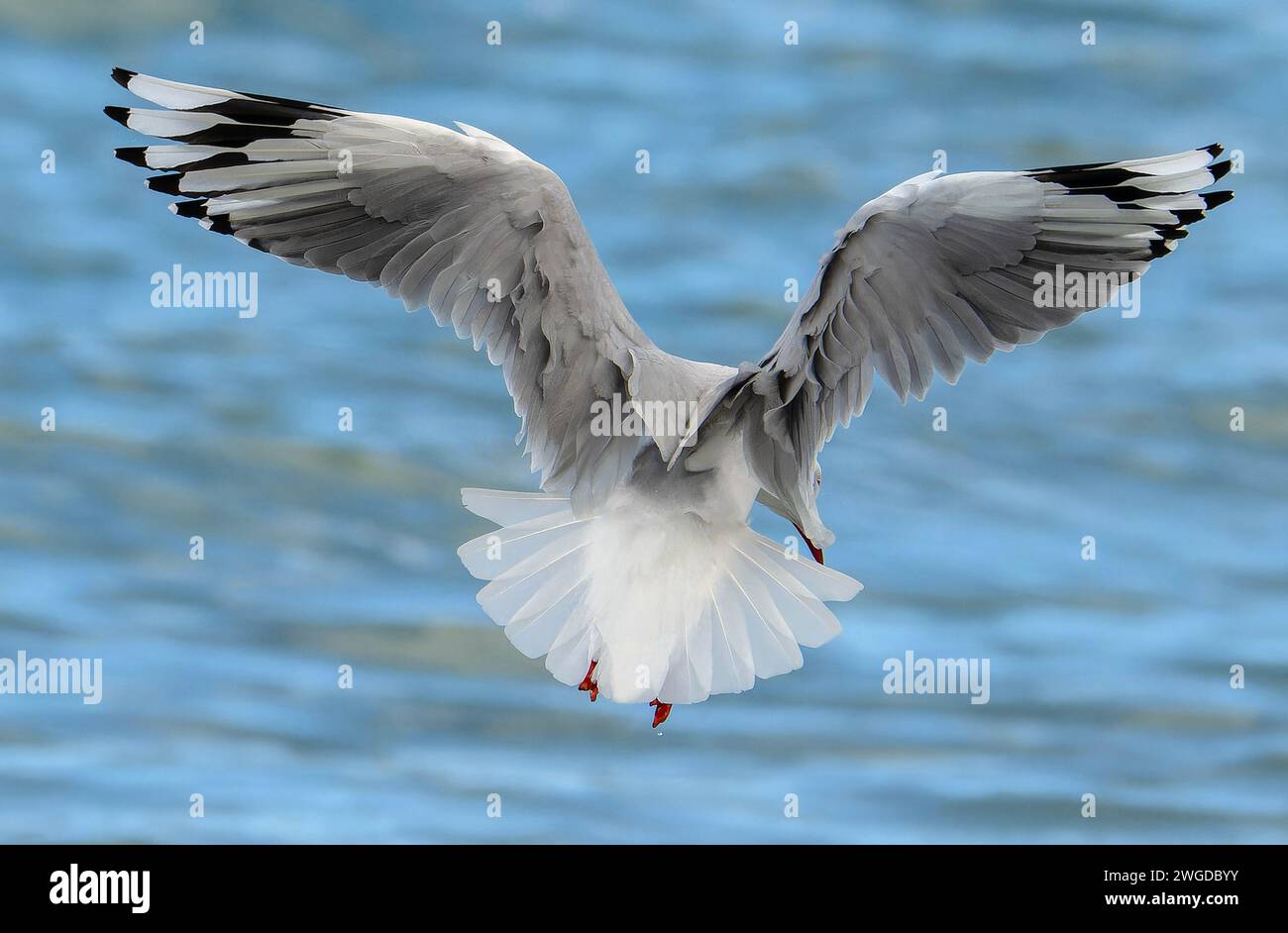 Mouette argentée, Chroicocephalus novaehollandiae, en vol, plongeant pour se nourrir le long de la tidéline. Tasmanie. Banque D'Images