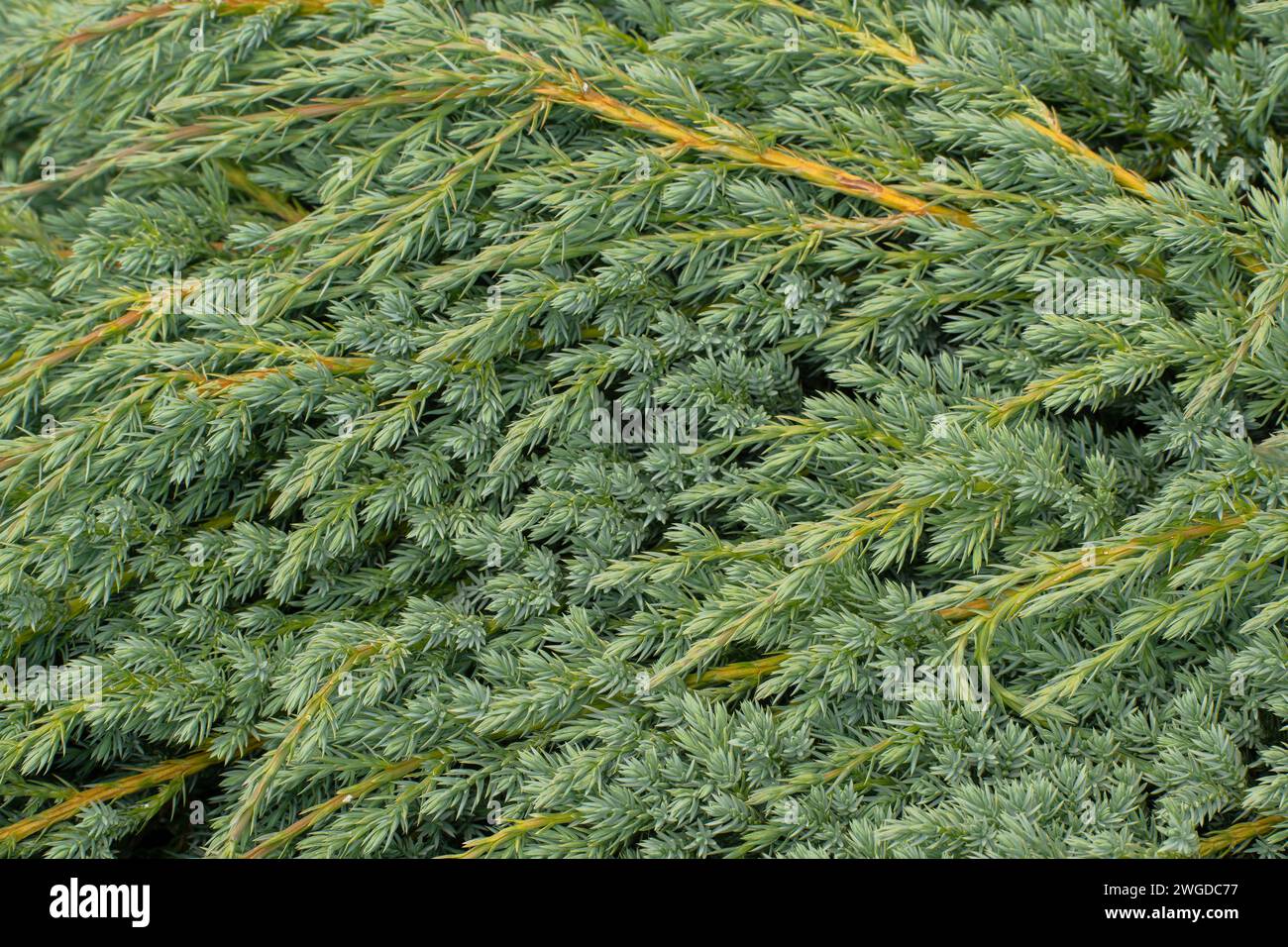 Juniperus squamata 'tapis bleut', ou 'tapis bleu' de genévrier de l'Himalaya, feuillage. Dans le jardin. Banque D'Images