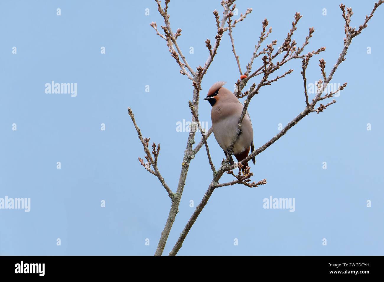 Bourgeons perchés de Bohème waxwing-Bombycilla garrulus. Hiver. Royaume-Uni Banque D'Images