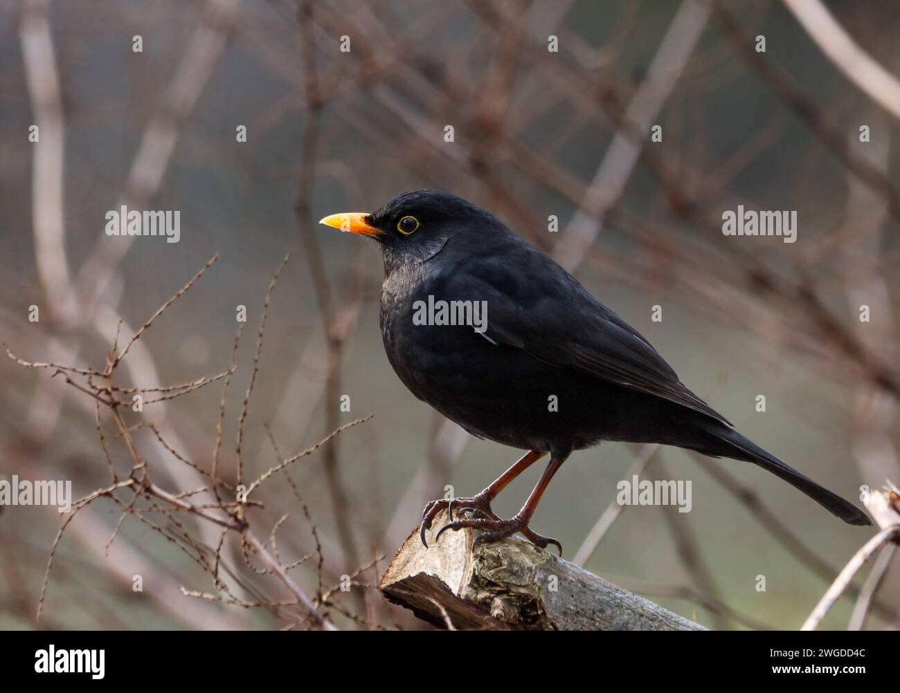 Un blackbird au bec orange perché sur la branche Banque D'Images