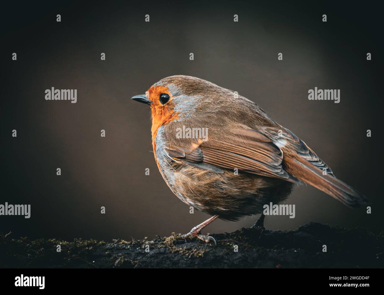 Un robin sur fond sombre avec effet flou Banque D'Images