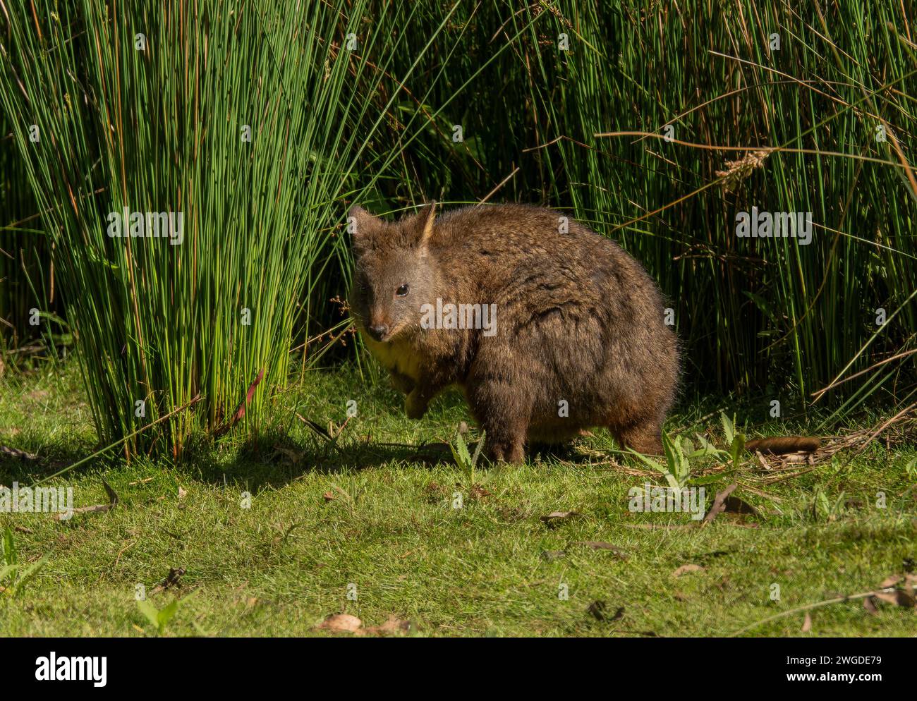 Pademelon de Tasmanie, Thylogale billardierii, broutant au crépuscule sur les prairies côtières. Tasmanie. Banque D'Images