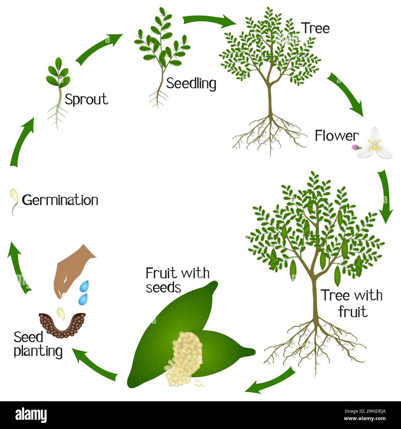 Cycle de croissance d'une plante de tilleul à doigts isolée sur fond blanc. Illustration de Vecteur