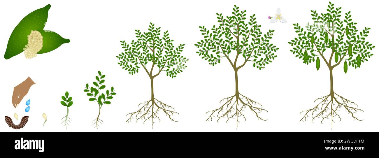 Cycle de croissance de la plante de la chaux de doigt sur un fond blanc. Illustration de Vecteur