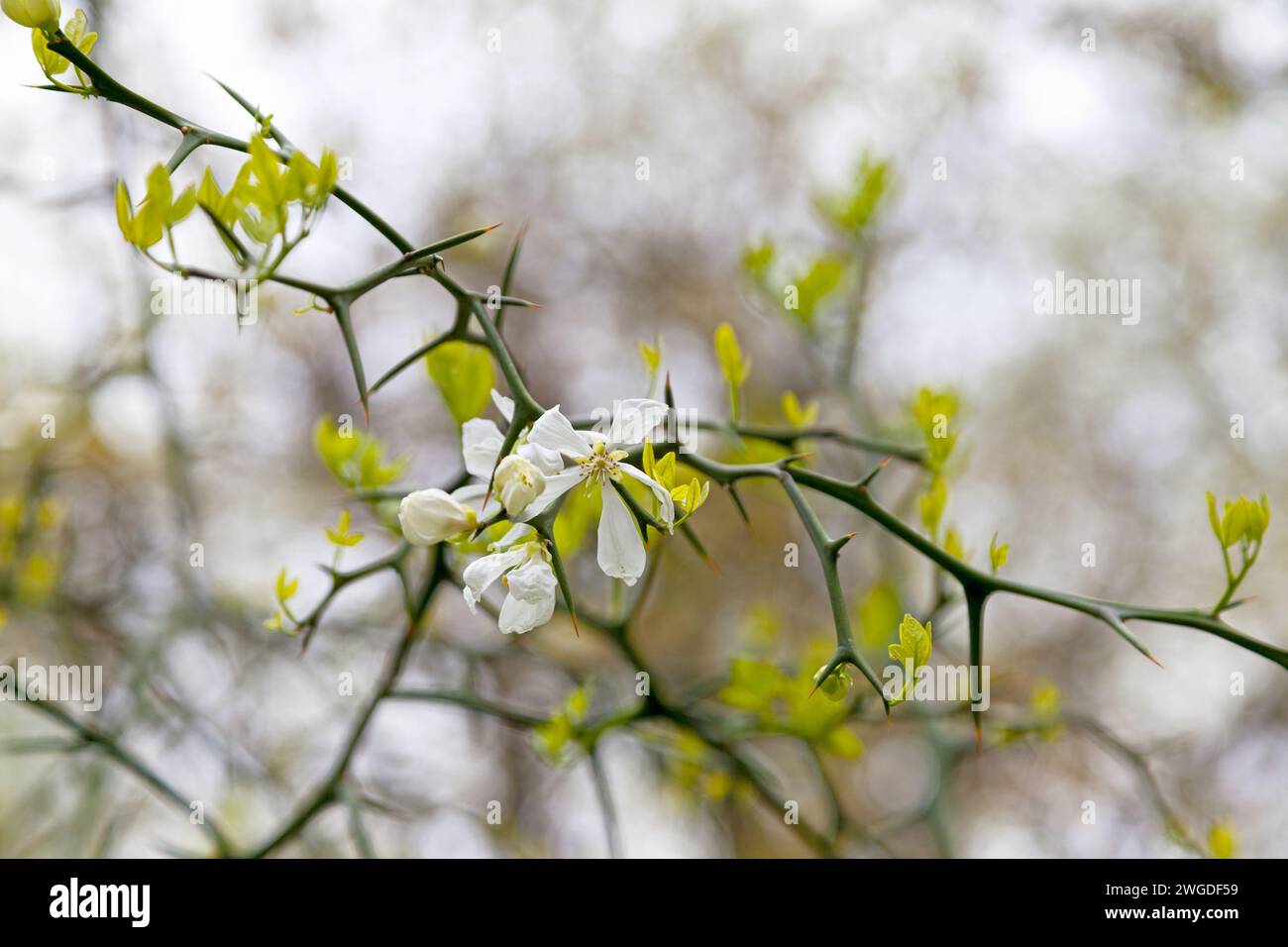 Gros plan sur les fleurs d'un Poncirus trifoliata (également connu sous le nom d'orange trifoliée ou Citrus trifoliata). C'est un membre de la famille des Rutaceae. Banque D'Images