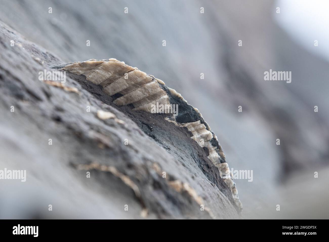 Des coquilles fossilisées de bivalves ou de palourdes dépassent d'une formation rocheuse en Californie. Banque D'Images