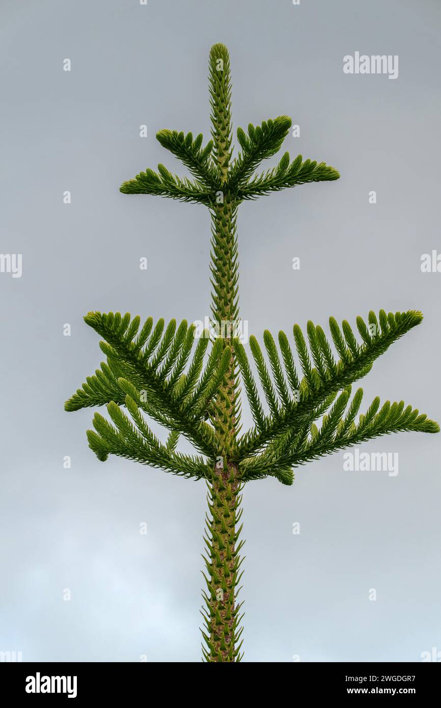 Pointe croissante du pin de l'île Norfolk, Araucaria heterophylla, de l'île Norfolk. Banque D'Images