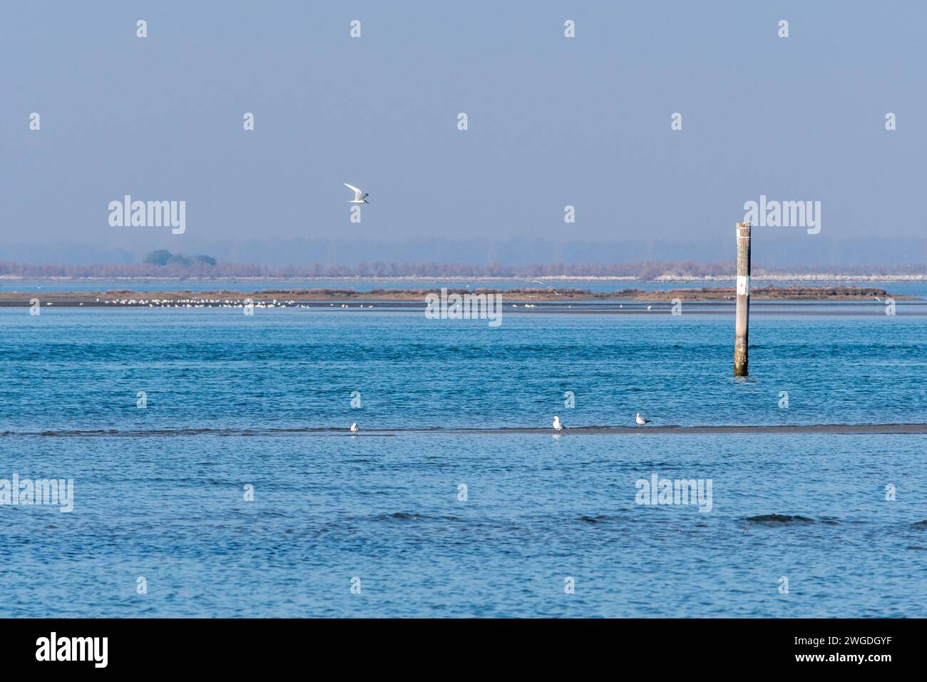 Grado, Italie - 28 janvier 2024 : Panorama du lagon par une journée ensoleillée en hiver avec des pêcheurs au loin et un groupe de mouettes. Banque D'Images