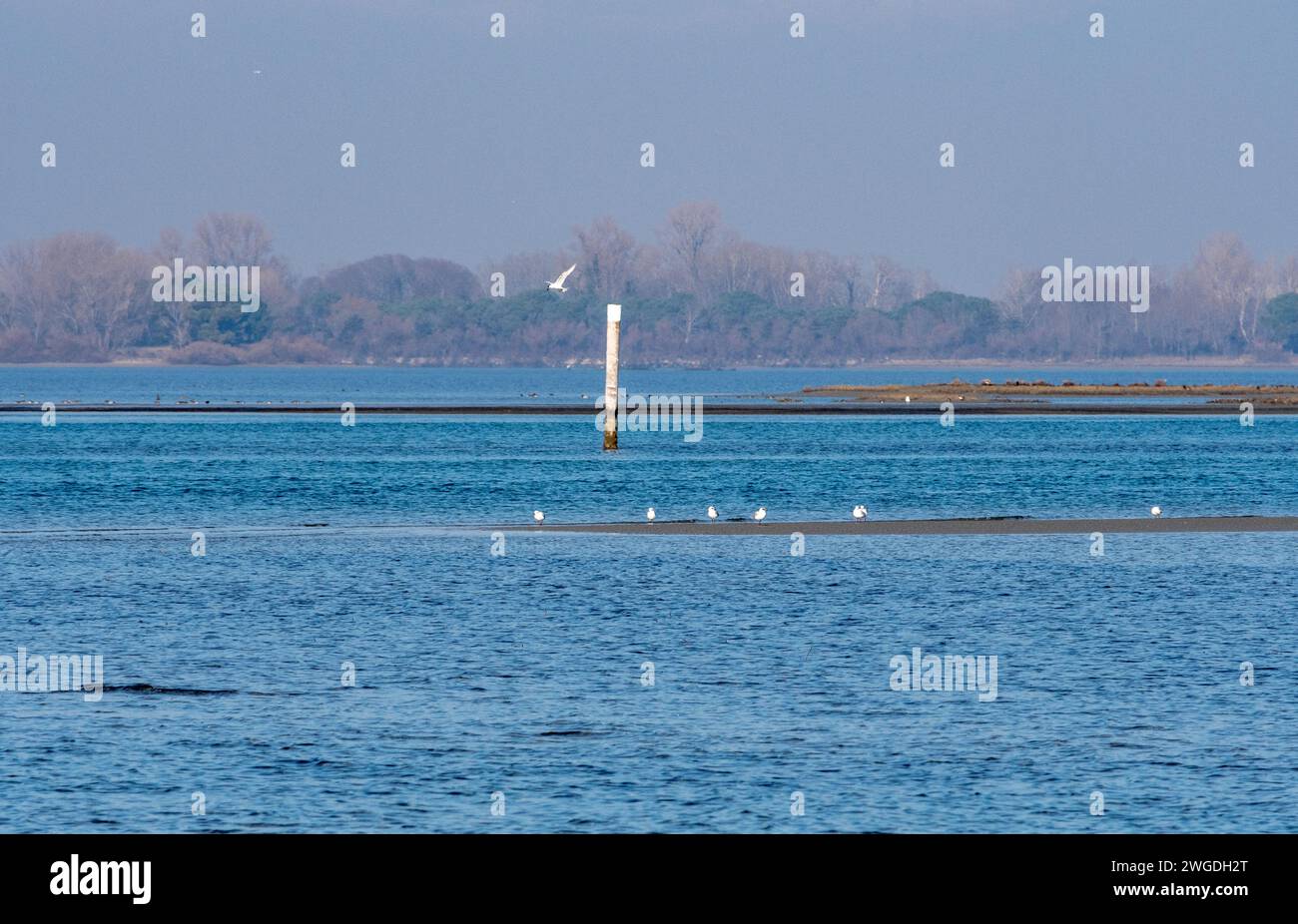 Grado, Italie - 28 janvier 2024 : Panorama de la lagune par une journée ensoleillée en hiver avec des pêcheurs au loin et un groupe de mouettes s'amusant i Banque D'Images