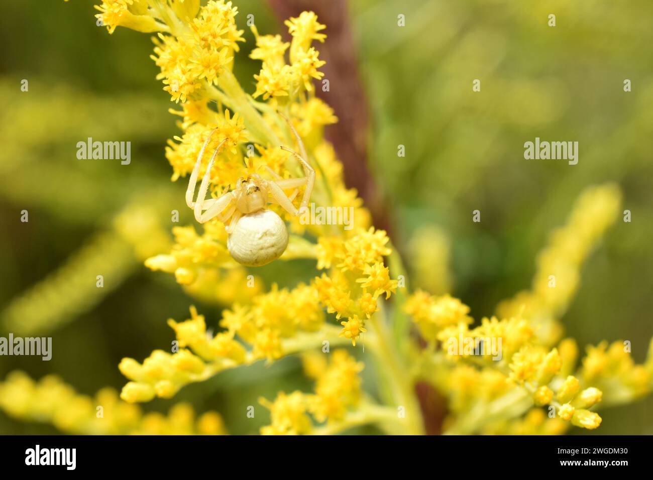 Une araignée à fleurs blanches, semblable à un crabe, repose sur des fleurs jaunes. Banque D'Images