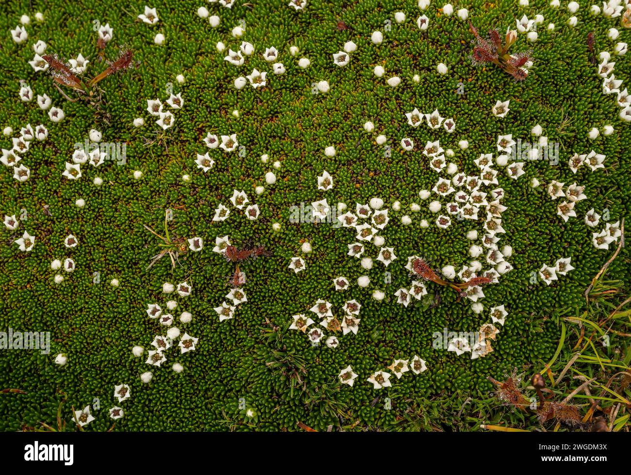 Coussin à neige, Donatia novae-zelandiae, en fleur sur le pic Hartz dans les hautes terres des montagnes Hartz, Tasmanie. Banque D'Images