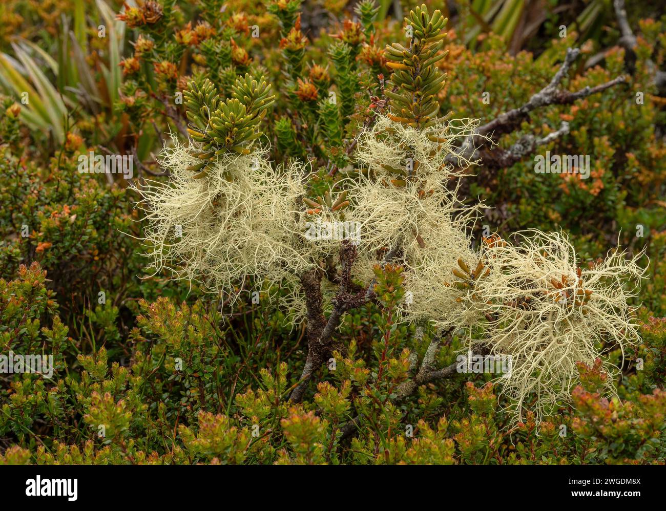 Lichens sur Hartz Peak dans les hautes terres des montagnes Hartz, Tasmanie. Banque D'Images