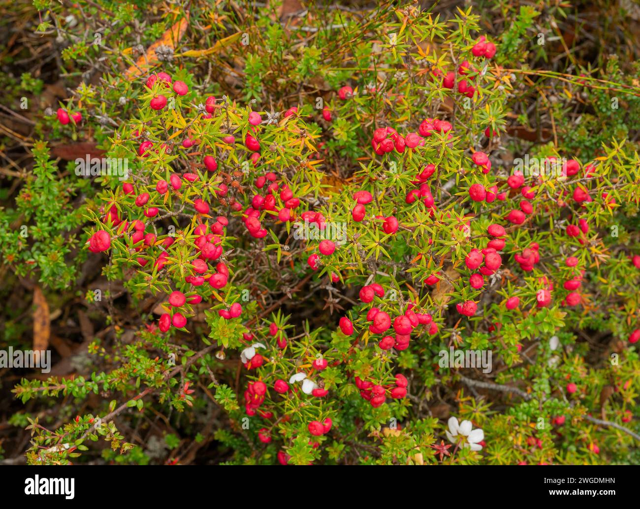 Leptecophylla juniperina, fruit et fleur sur le pic Hartz dans les hautes terres des montagnes Hartz, Tasmanie. Banque D'Images