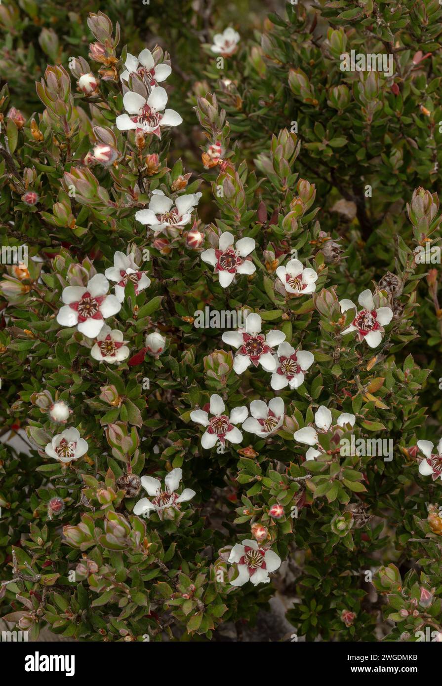 Arbre à thé alpin, Leptospermum rupestre, en fleur sur Hartz Peak dans les hautes terres des montagnes Hartz, Tasmanie. Banque D'Images