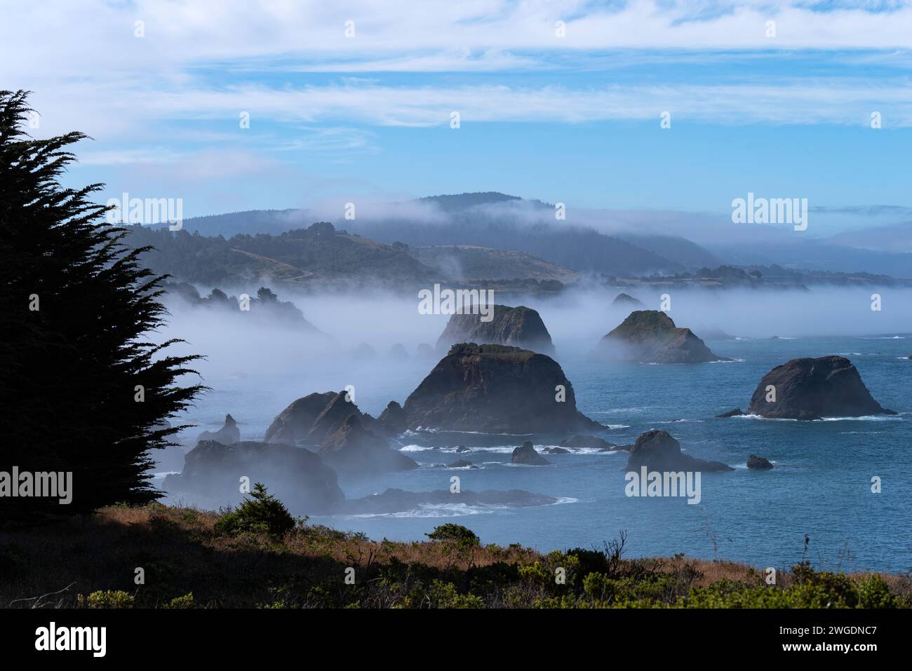 Les piles de mer dans le brouillard du matin, comté de Mendocino, Californie Banque D'Images