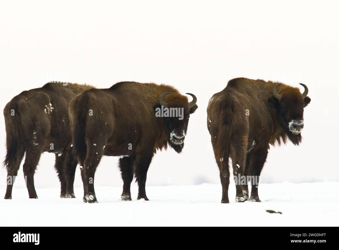 Mammifères - nature sauvage bison européen bison bonasus Wise debout sur le champ enneigé d'hiver partie nord-est de la Pologne, Europe Knyszynska Fore Banque D'Images