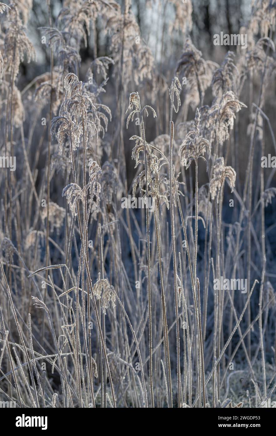 Roseaux communs, Phragmites communis, têtes de graines par un matin glacial, Somerset. Banque D'Images