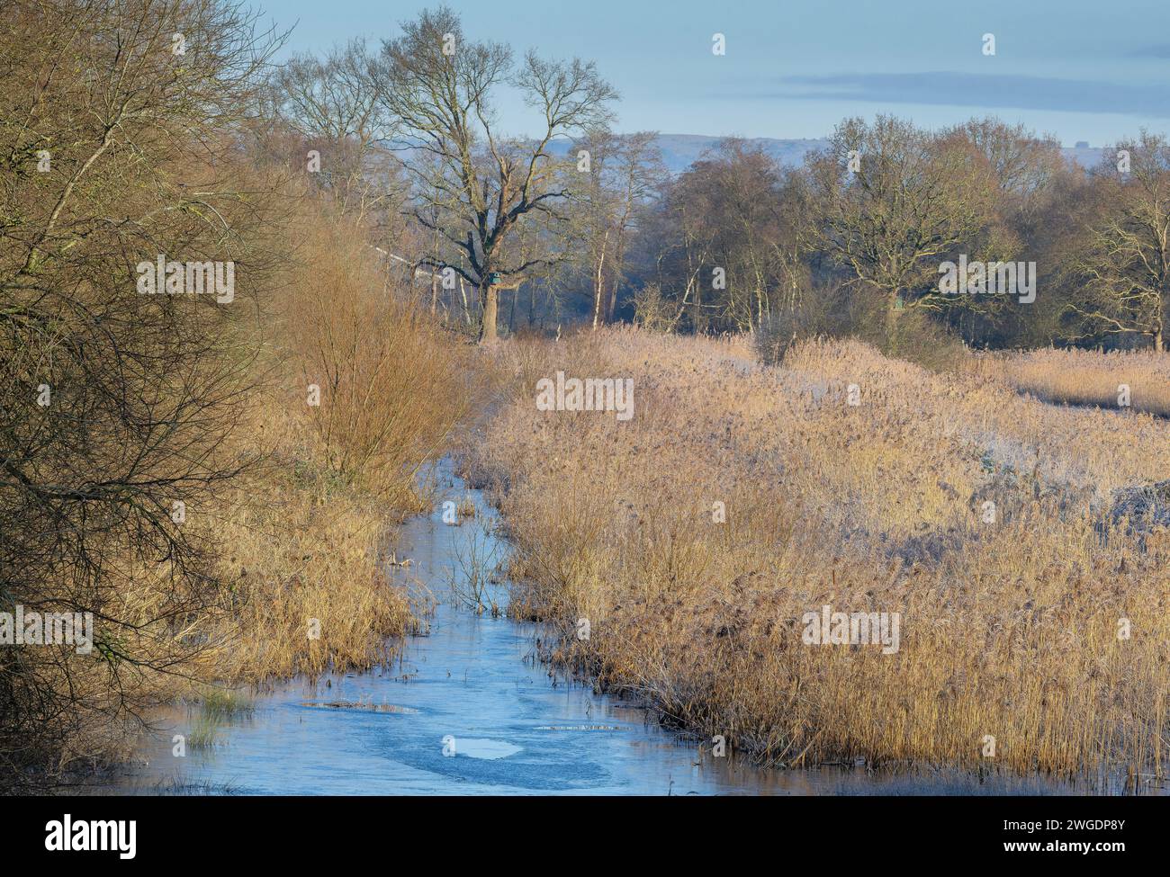 Matin givré avec des lits d'anse et de l'eau libre, à Ham Wall, réserve RSPB sur les niveaux Somerset, Banque D'Images
