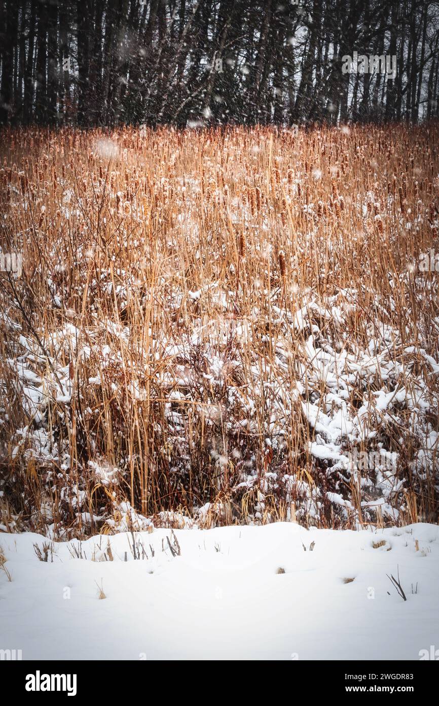 La neige tombe sur les queues dans une forêt de Kossuth près de Manitowoc, Wisconsin. Banque D'Images