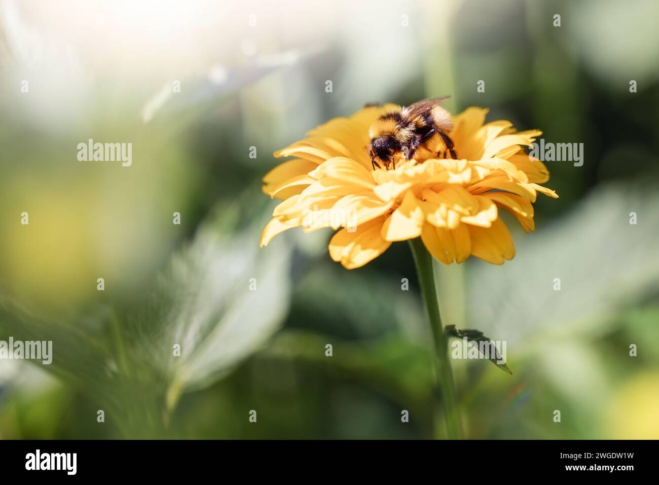 Bourdon assis sur une fleur jaune en été sur la prairie. Banque D'Images